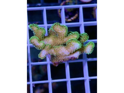 587492373 839220095532921 7203109754580559766 n