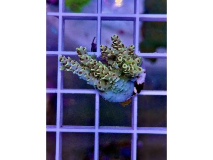 588386522 839221575532773 3465088194070109839 n