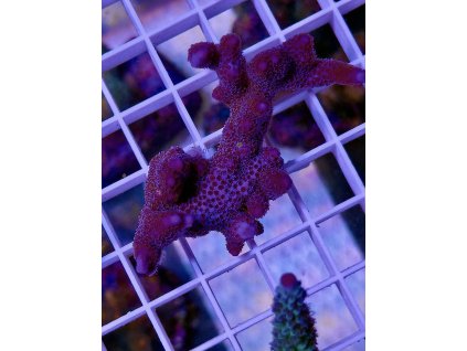 586760679 839220588866205 5546393310992717017 n