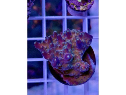 588944745 839221688866095 6204625149345239945 n