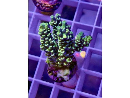 587928299 839220595532871 4481622157348231926 n