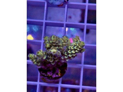 587315738 839221695532761 3322722581163384490 n