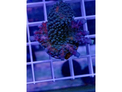 588838490 839221408866123 64672886535917521 n 2