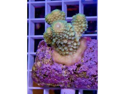 588143464 839220492199548 4913327921209778069 n