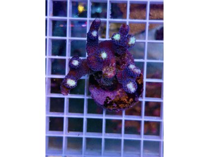 587598135 839220055532925 7658203619201574883 n