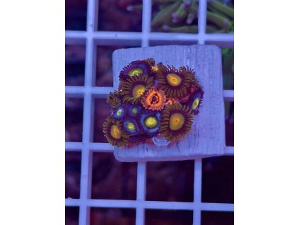 590901449 844255595029371 6263060929615726298 n