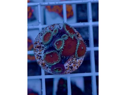 591311745 844255338362730 2823816691581087058 n