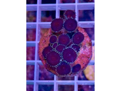 592053557 844299848358279 4464596500903860397 n