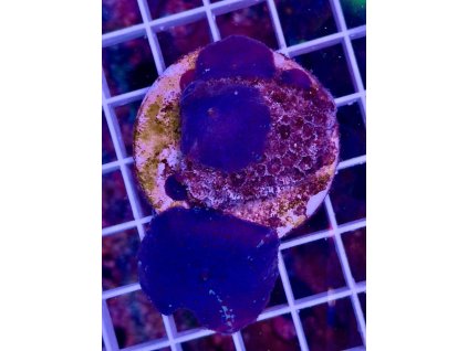 592033172 844300355024895 8589326255713570840 n