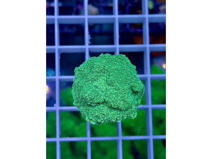 591976036 844299978358266 6155158010206324360 n