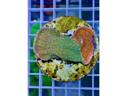 592733057 844299921691605 6727864891332398298 n