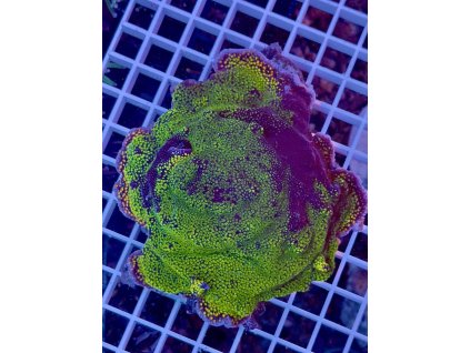 590831524 844254701696127 7409062602976400210 n