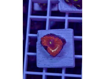 592170922 844255535029377 4030082896766724564 n 2