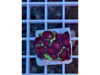 592184908 844255391696058 3606526552838358540 n