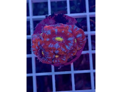 592348904 844257141695883 4052683916327917373 n