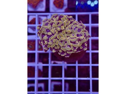 592248119 844256575029273 1336428030644412248 n