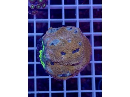 592219271 844255311696066 5730347613699878657 n