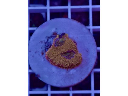 592892162 844255248362739 574796556812445825 n