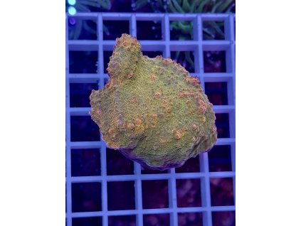 592907131 844254511696146 7466859311949551139 n