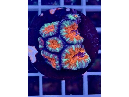 591911058 844254915029439 2350342819235470543 n