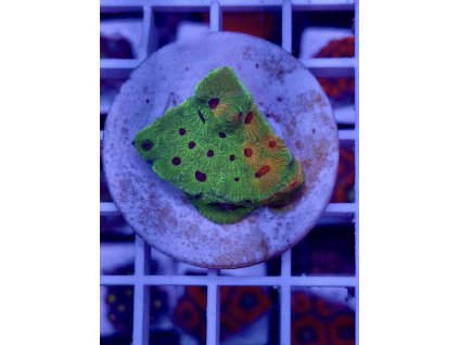 590759252 844256788362585 8200916267270972246 n