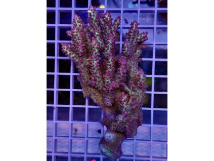 595327593 848662441255353 5550002789268338642 n