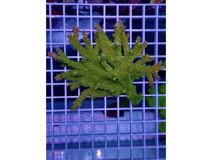 594165509 848662677921996 1014269591073040853 n