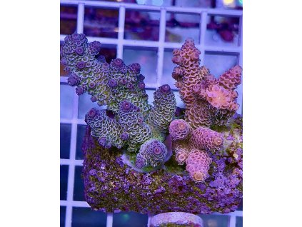 594395317 848662824588648 2594652618160961248 n