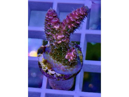 595668286 848663307921933 8477246896825113145 n