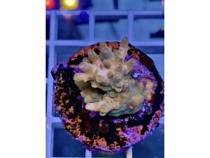 594899321 848663464588584 8272877628400911716 n