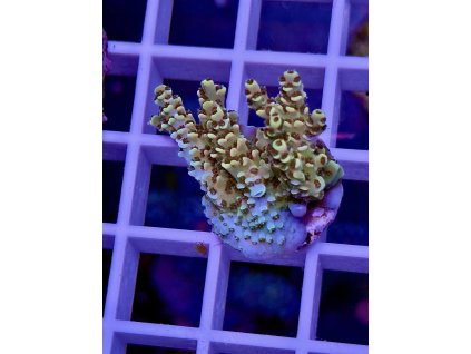 594908270 848662651255332 9175383765766925215 n