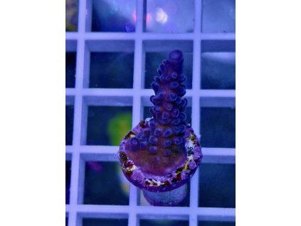 593960575 848662794588651 3253059722041998681 n