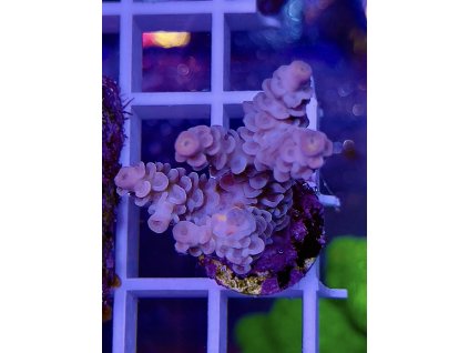 595547667 848663407921923 4701632148173675876 n