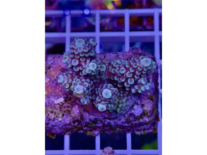 594351434 848662984588632 6145553765588656869 n