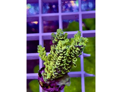 595636117 848661397922124 5039699832986947976 n