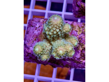 594288273 848662537922010 700322333175957929 n