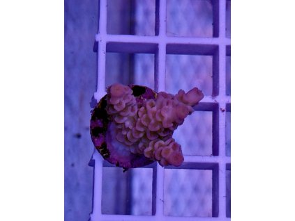 595812392 848663281255269 7579394335372212257 n