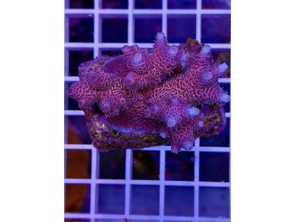 596081832 848662464588684 1305446495791736428 n