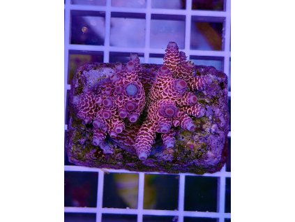 595393859 848662487922015 2871678813422257332 n