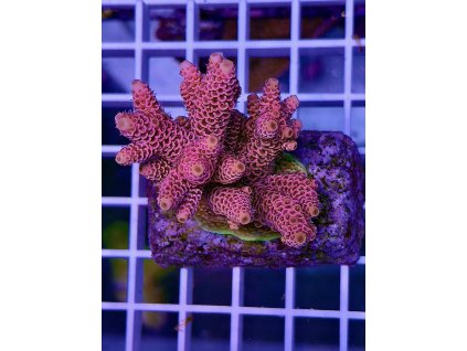 595394371 848663367921927 271400836046752119 n