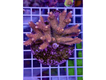 597168318 848662501255347 6179046461248723629 n