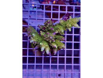 595372424 848662767921987 6150592903597195867 n