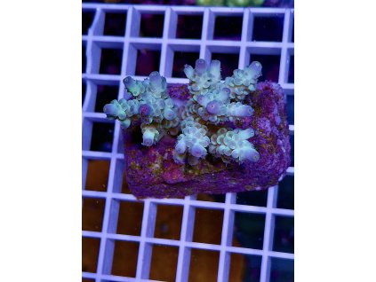 595070610 848663477921916 5203226789831635144 n