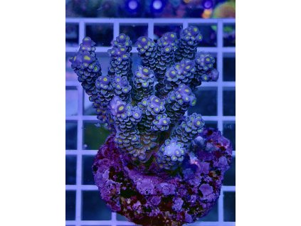 594284875 848663317921932 9194740249780255202 n