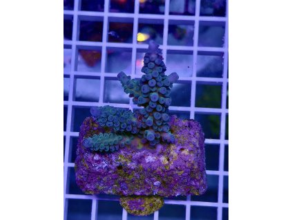 595151175 848662521255345 5995171205181967521 n