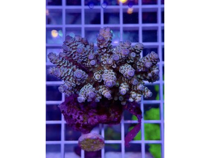 594396063 848662931255304 1513942624421518978 n