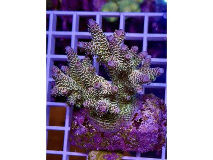 594657015 848663234588607 3350912083910354612 n