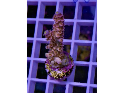 594968973 848662831255314 4049770868400111843 n