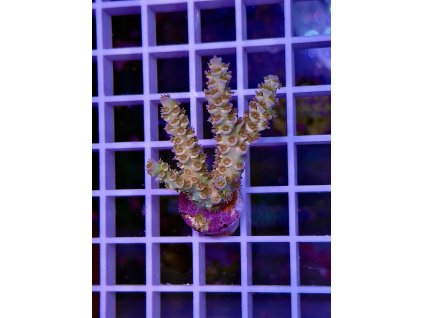 595623805 848663274588603 5226451818076576742 n