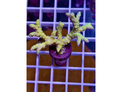 595414247 848662604588670 5561594688025758545 n